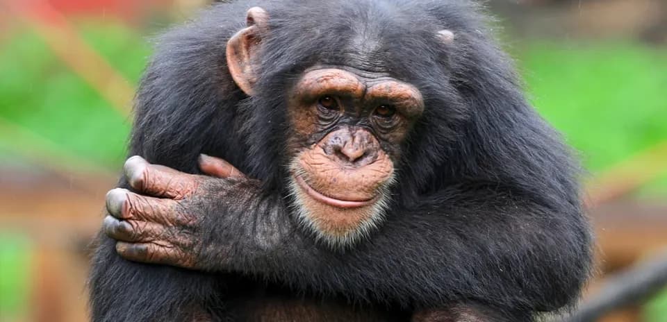 Chimpanzee sitting with arms wrapped around itself