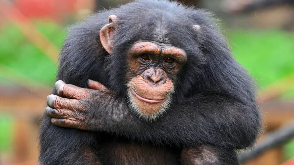 Chimpanzee sitting with arms wrapped around itself Chimpanzee sitting with arms wrapped around itself